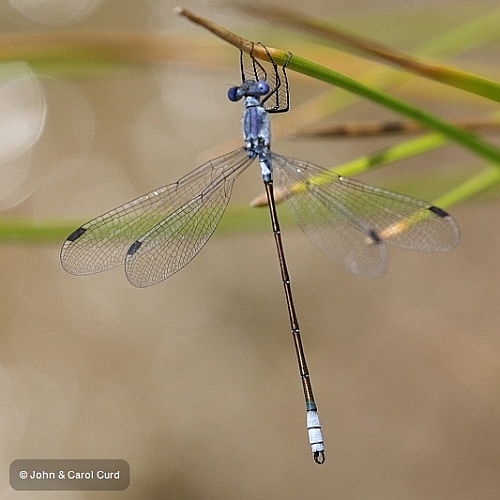 J16_1946 Lestes macrostigma male.JPG